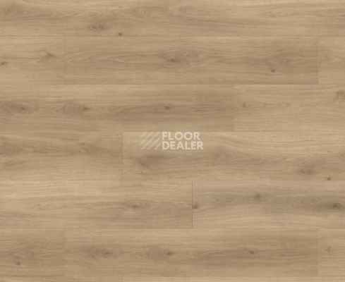 Ламинат Haro Tritty 100 Campus 4V ДУБ ЭМИЛИЯ ПУРО 538750 фото 1 | FLOORDEALER